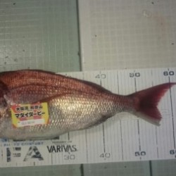 エムズジャーク（M’s JERK） 釣果