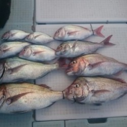 エムズジャーク（M’s JERK） 釣果