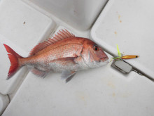 ＪＤＩ　Ｒａｃｉｎｇ　シールズマリンレジャ…