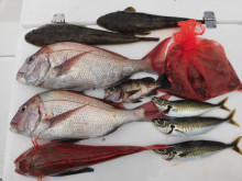 ＪＤＩ　Ｒａｃｉｎｇ　シールズマリンレジャー 釣果