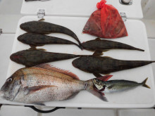 ＪＤＩ　Ｒａｃｉｎｇ　シールズマリンレジャ…