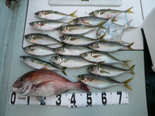 オーシャンスター(Ocean Star) …