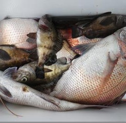 からこと丸 釣果