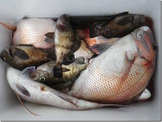 からこと丸 釣果