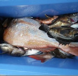 からこと丸 釣果