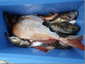 からこと丸 釣果