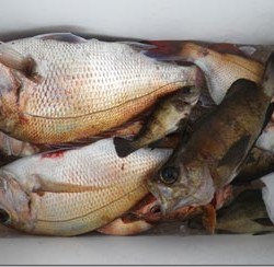 からこと丸 釣果