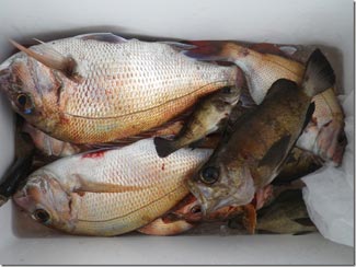 からこと丸 釣果