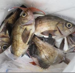 からこと丸 釣果