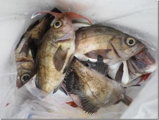 からこと丸 釣果