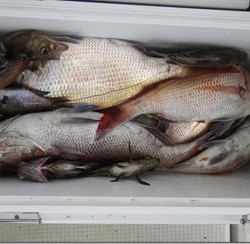 からこと丸 釣果