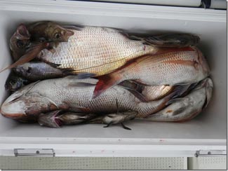 からこと丸 釣果