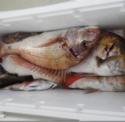 からこと丸 釣果