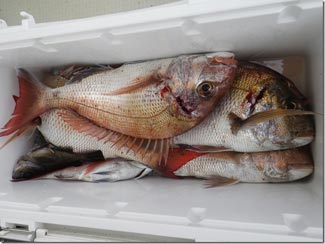 からこと丸 釣果