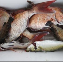 からこと丸 釣果