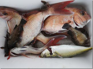 からこと丸 釣果