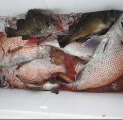 からこと丸 釣果