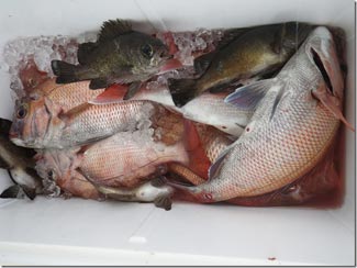 からこと丸 釣果