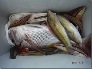 からこと丸 釣果