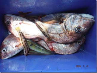 からこと丸 釣果