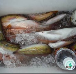 からこと丸 釣果