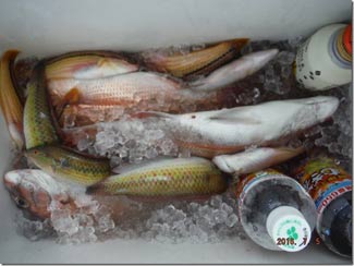 からこと丸 釣果