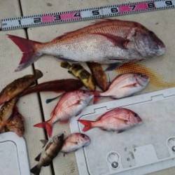 リトルワン 釣果