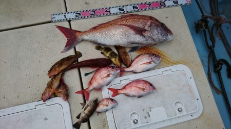 リトルワン 釣果